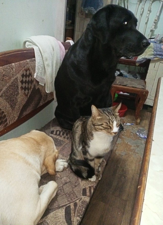 И с кошкой >.<⁠⁠