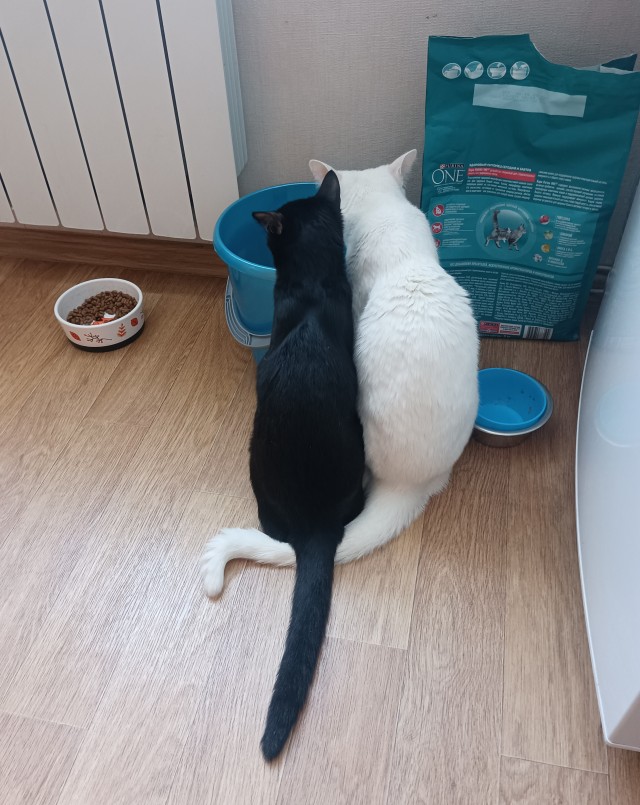 Всем кота за мой счёт. Я настаиваю