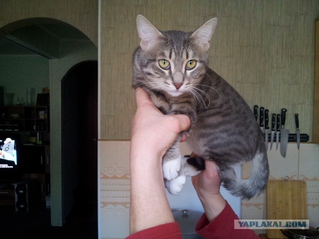 Котовторник 21.05.2013