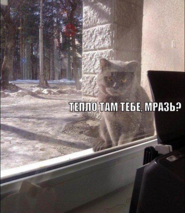 К котовторнику: подборка картинок-баянов с котиками и про котиков. Выпуск 5