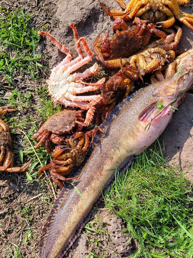 Помогите определить рыбу