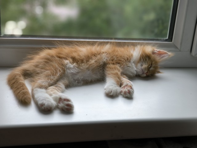 Котовторник