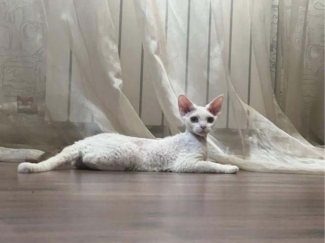 Вот и у меня хозяйка появилась.