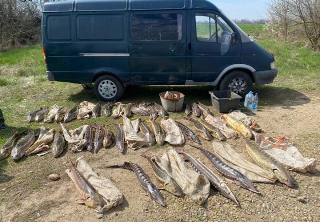 Жирный, всеядный, быстро растёт. В Азовском море может остаться один вид рыбы, да и тот чужеродный.
