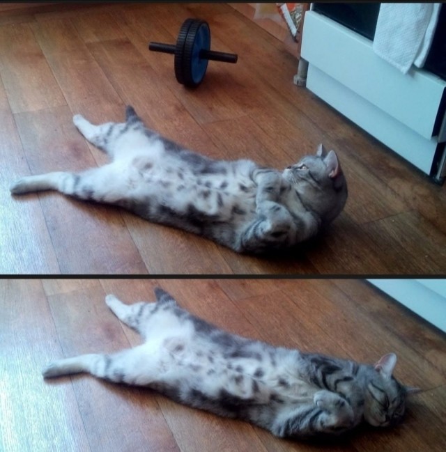 Спортивный котовторник.