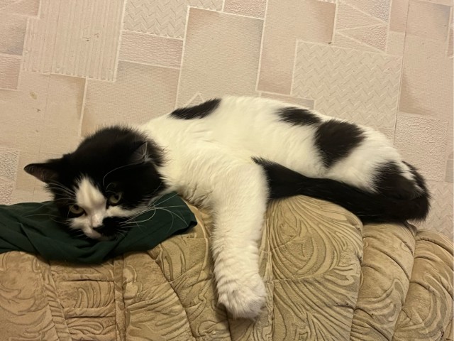 Доброе утро котаны!