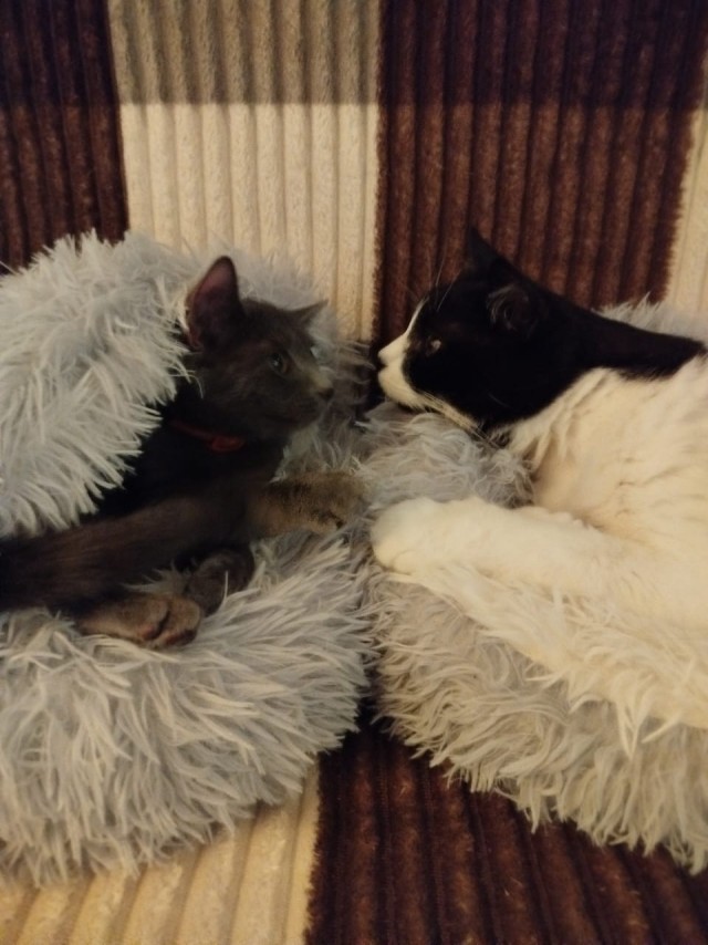 К котовторнику: знакомтесь: Сёма