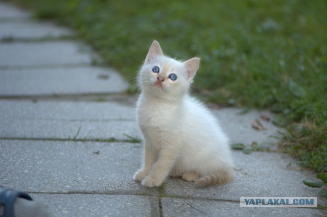 Коты и время