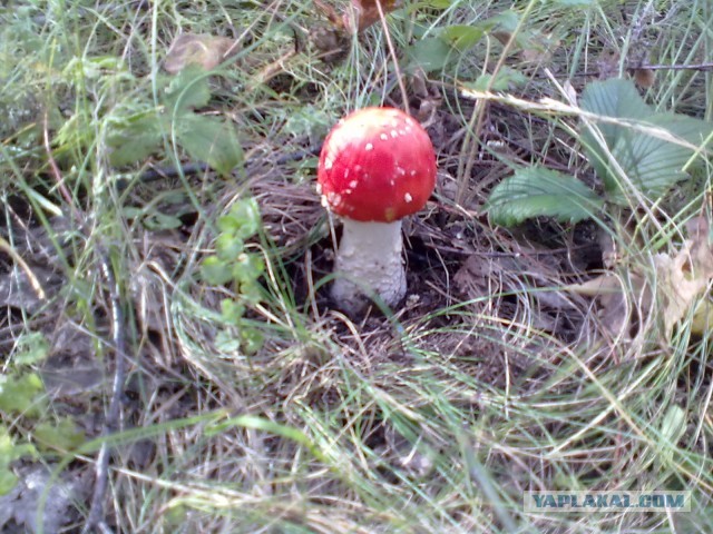 Выбрались за грибами.