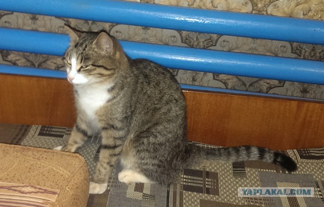 Котовторник 26.11.2013
