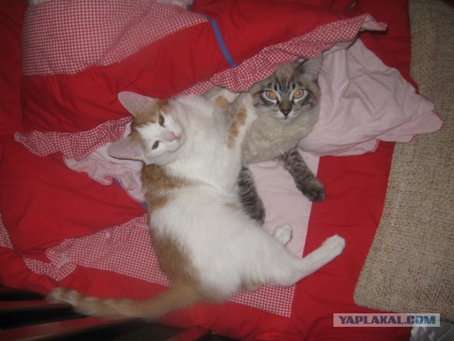 Котовторник 04.03.2014
