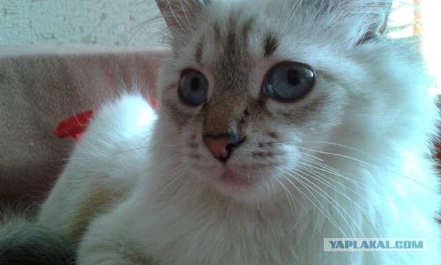Котовторник 04.03.2014