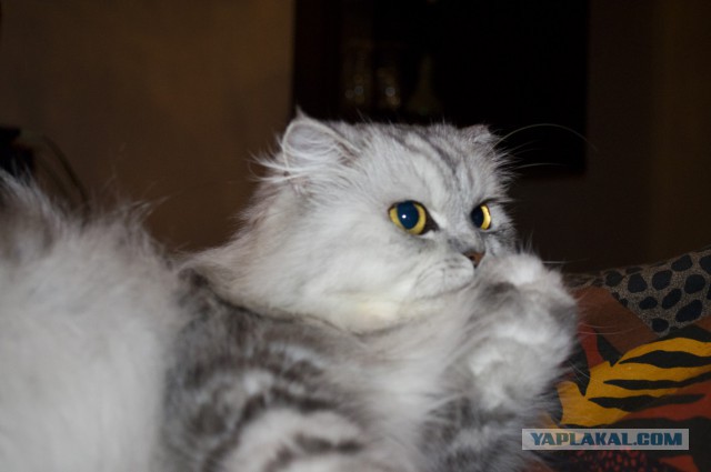 Котовторник 10.06.2014