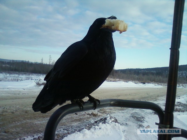 Ворона попала в камеру на стадионе