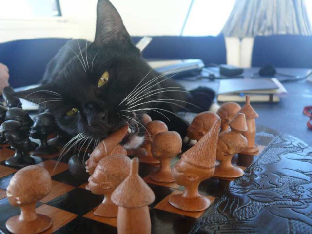 Корабельные коты: суровые и пушистые