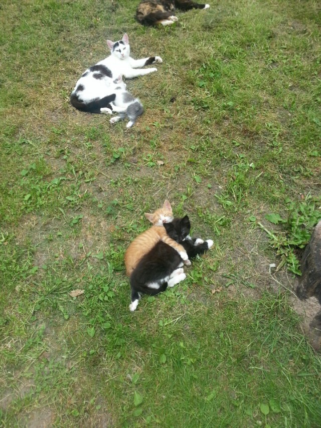 Котовторник 28.04.2015
