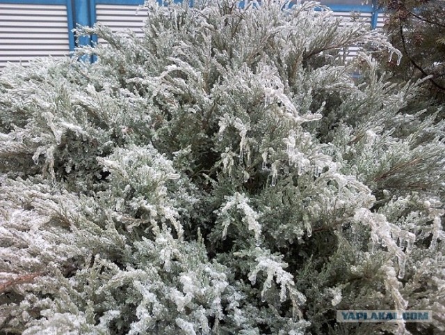 Ледяная зима