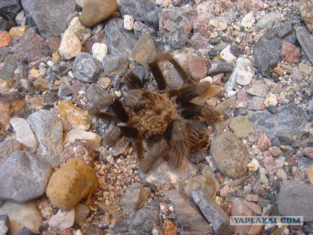 Вот такие таракашки живут в Выхинских подвалах