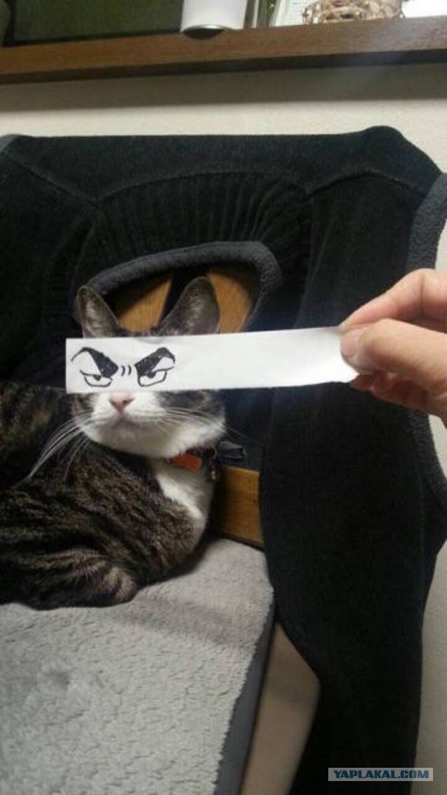 Котовторник