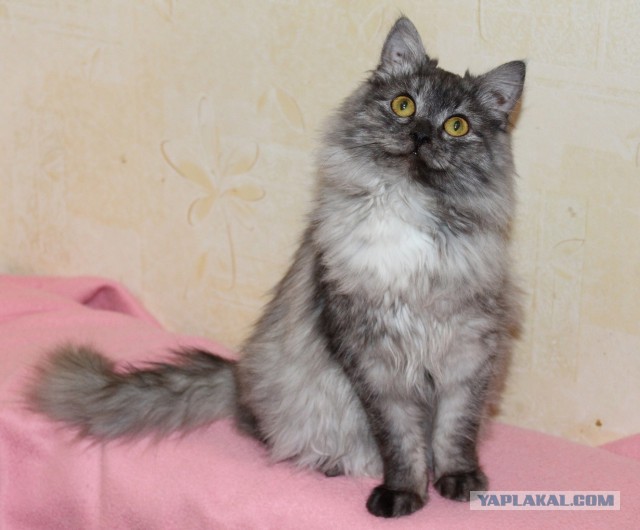 Жизнь домашнего приюта для котеек 98