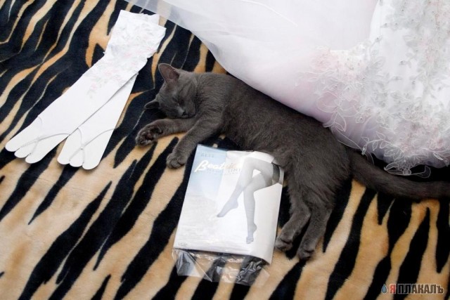 Коты, кошки, котята