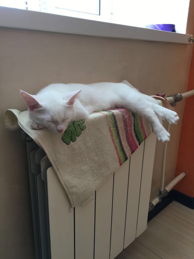 Кото-вторник 24 Мая 2016го :)