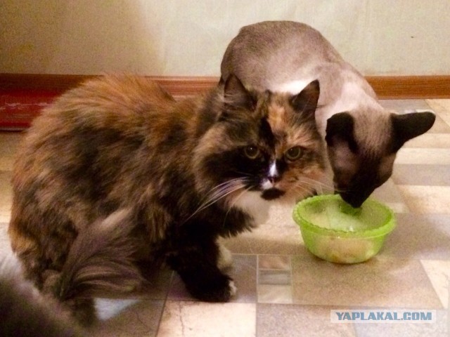 Котовторник 04.10.16