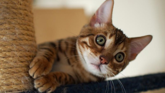 Коты из сети