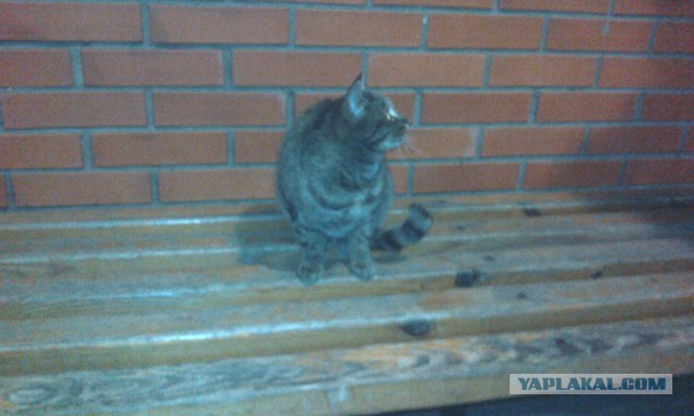 ГЛАГОЛящие коты