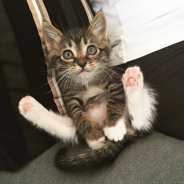 Коты из сети