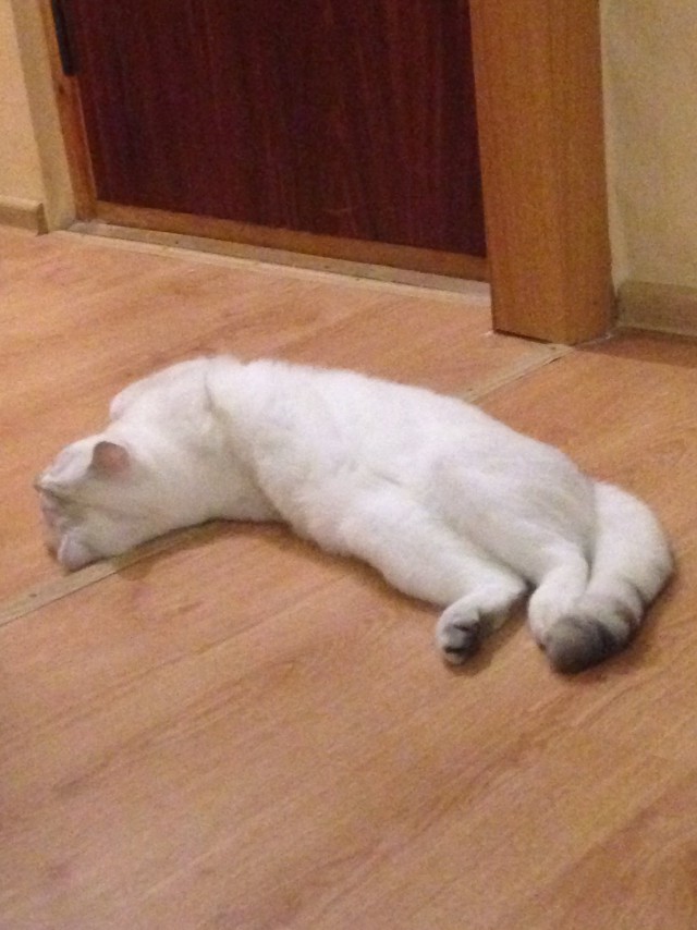 Котовторник 18.04.2017