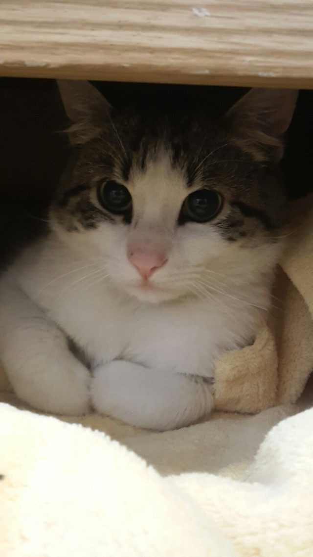 Коты и Кошки