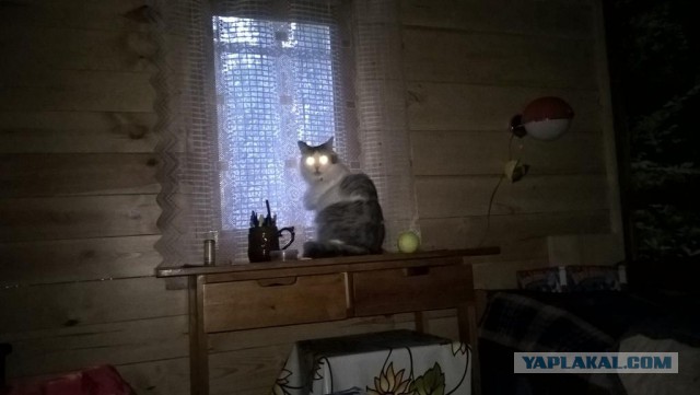 130 картинок для поднятия настроения!