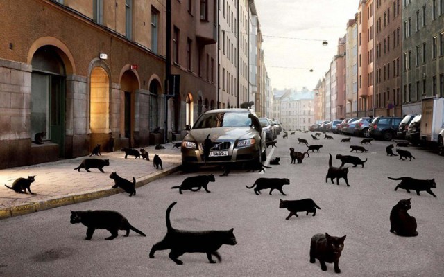 Коты. Отнюдь не ми-ми-ми.