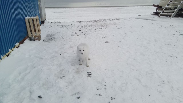 Как живут вахтовики на Ямале