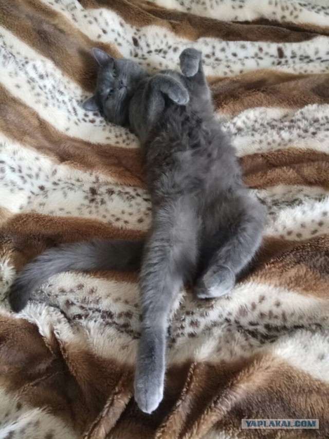 А не открыть бы нам котовторник 03.04.2018