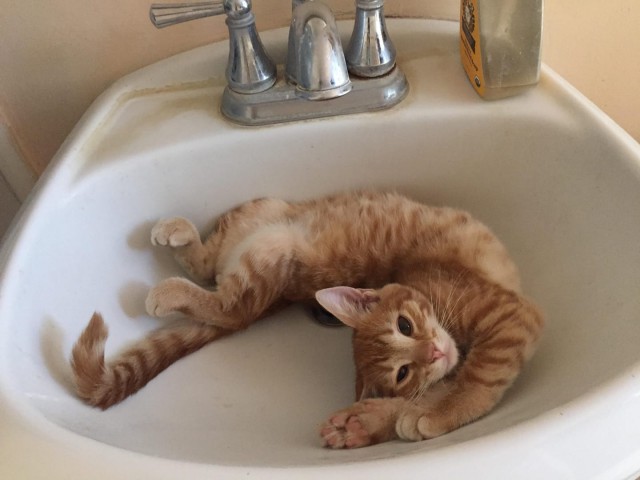 Котовторник 26.06.2018