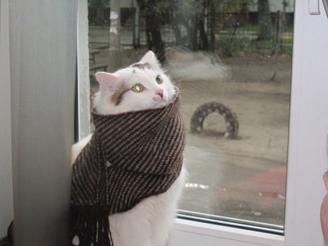Как же можно про котовторник забыть?!