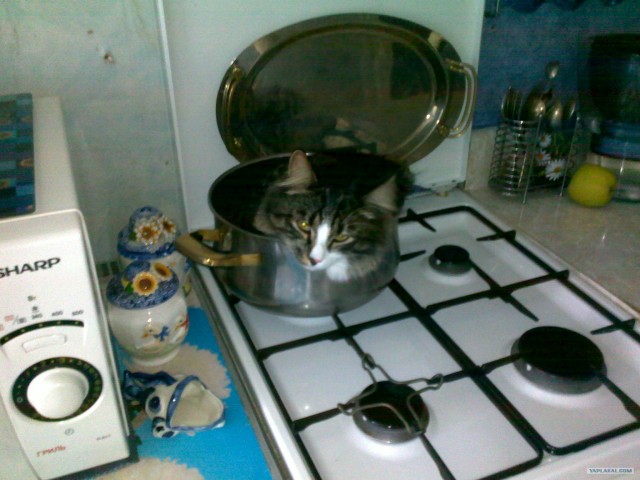 Состоятельный котовторник