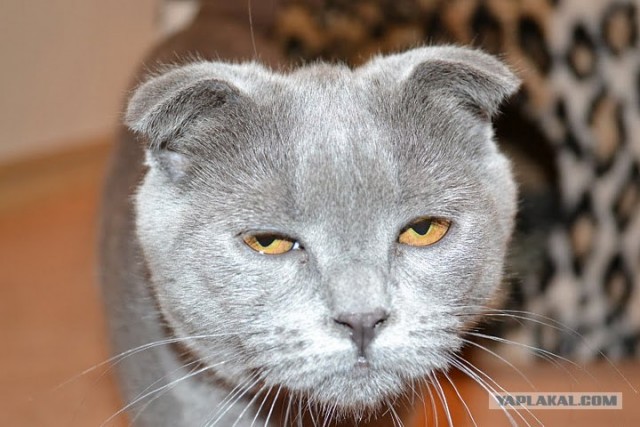 Котовторник (24. 01. 2012 )