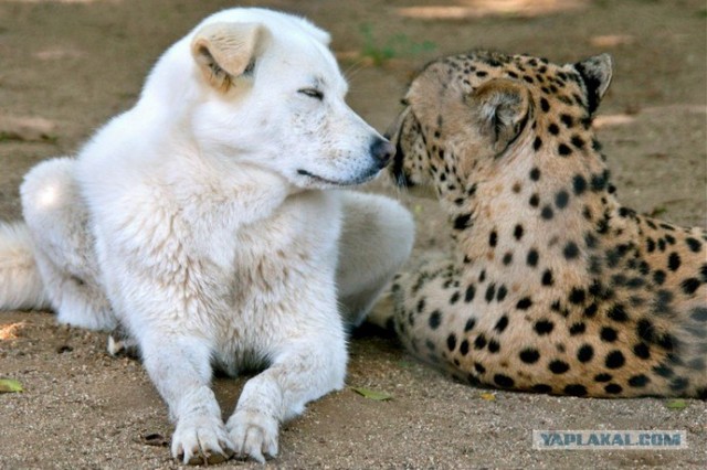 Собака и гепард  настоящие друзья