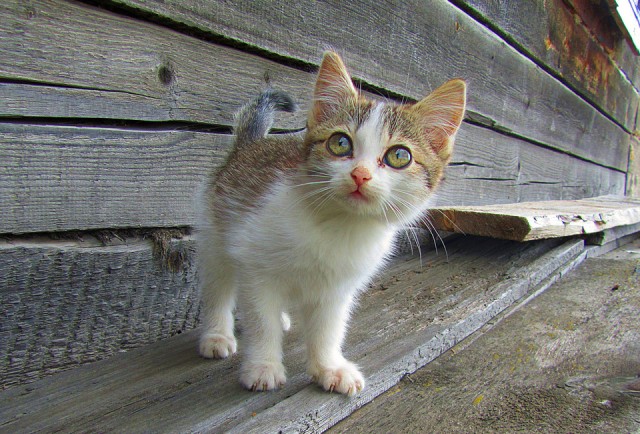 Котовторник 19.02.2013