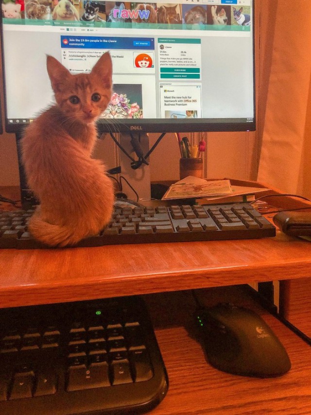 Забавные фото котеек