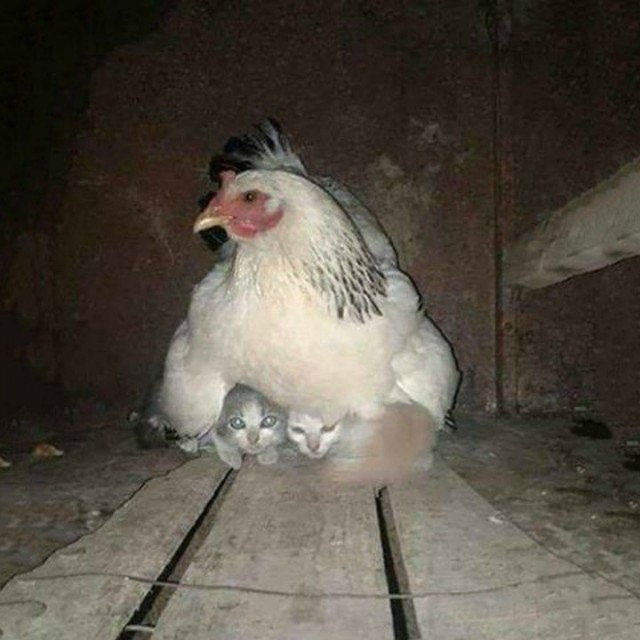 Живность из сети