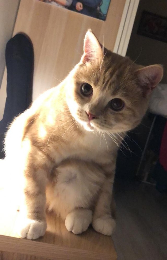 Котовторник 13.10.2020
