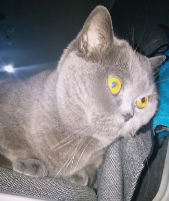 Котовторнику посвящается