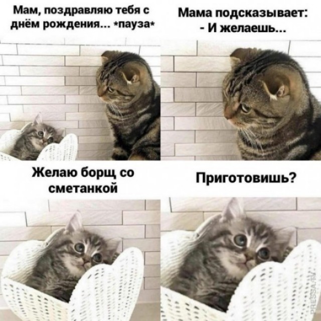 Картинки с котами и про котов