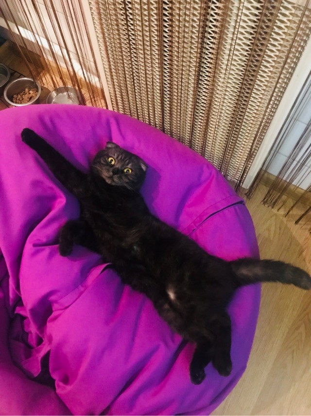 А котовторник уже начался?