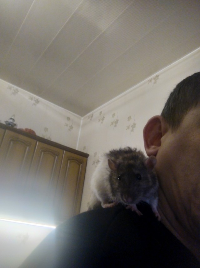 Грызуны