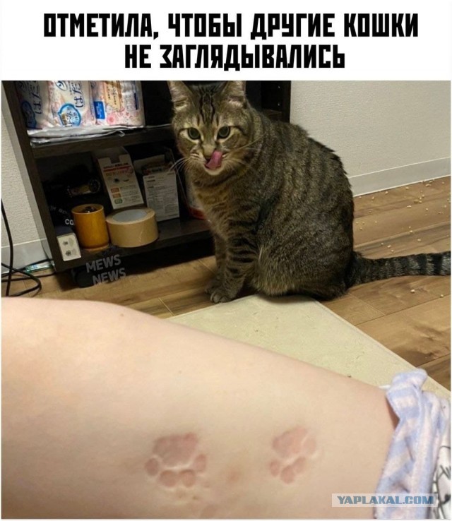 Веселые картинки и видосики